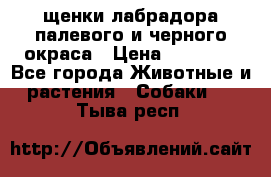 щенки лабрадора палевого и черного окраса › Цена ­ 30 000 - Все города Животные и растения » Собаки   . Тыва респ.